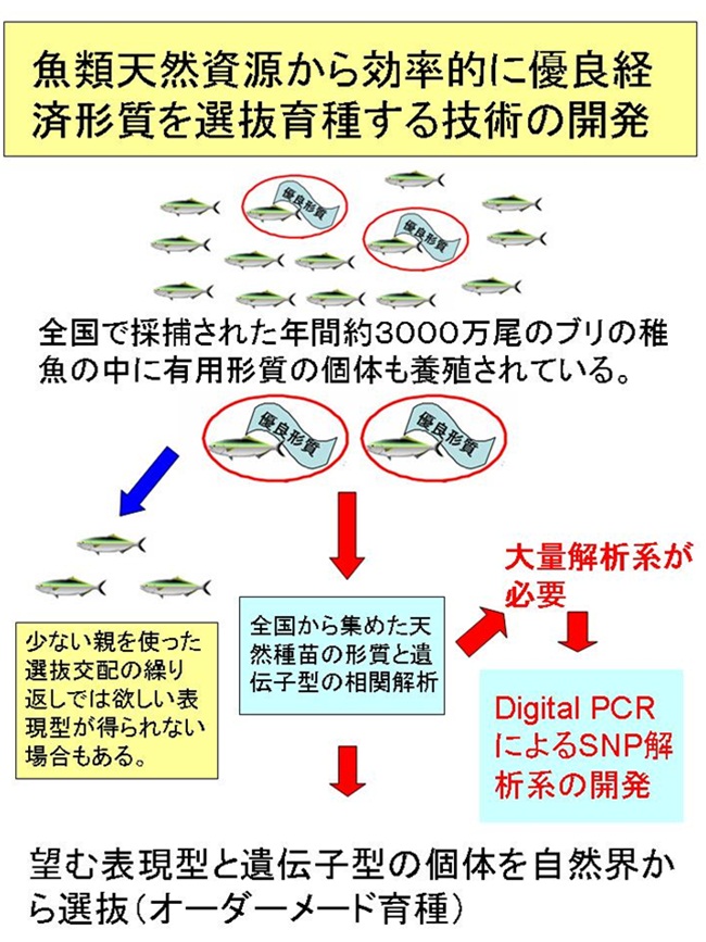 魚類天然資源から効率的に優良経済形質を選抜育種する技術の開発