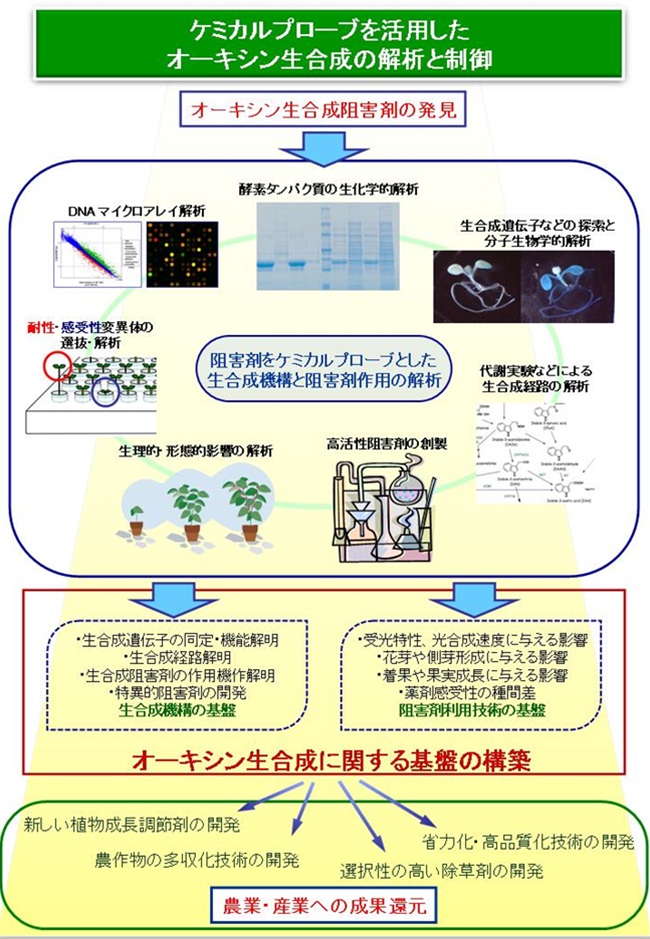 ケミカルプローブを活用したオーキシン生合成の解析と制御 