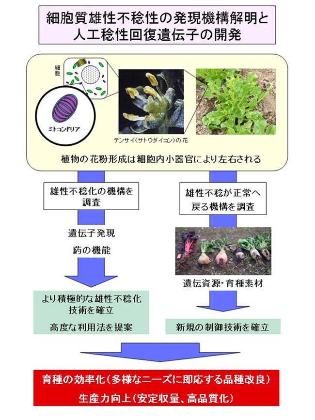 細胞質雄性不稔性の発現機構解明と人工稔性回復遺伝子の開発