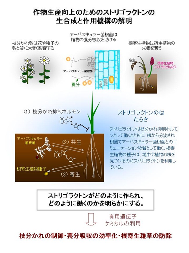 作物生産向上のためのストリゴラクトンの生合成と作用機構の解明