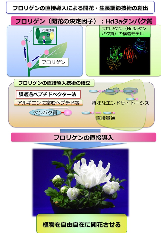 フロリゲンの直接導入による開花・生長調節技術の創出