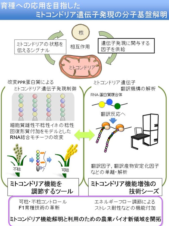 植物ミトコンドリア遺伝子発現の分子基盤解明と育種への応用