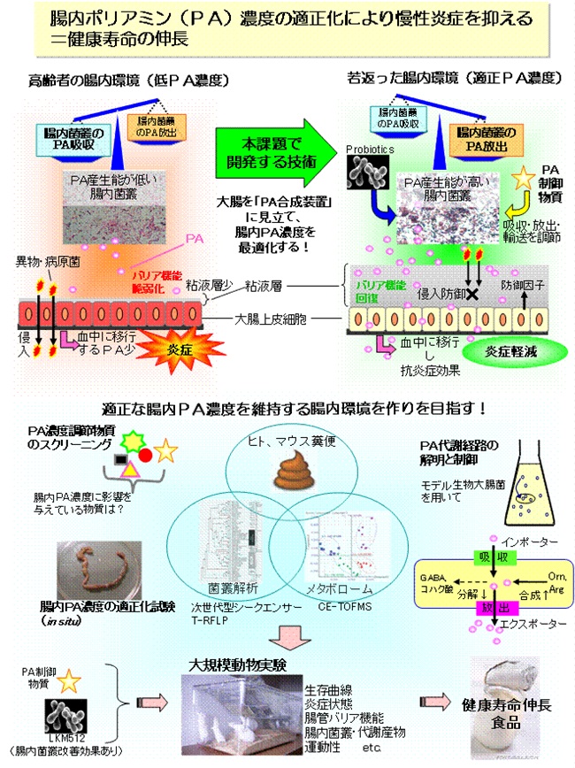 健康寿命伸長のための腸内ポリアミン濃度コントロール食品の開発