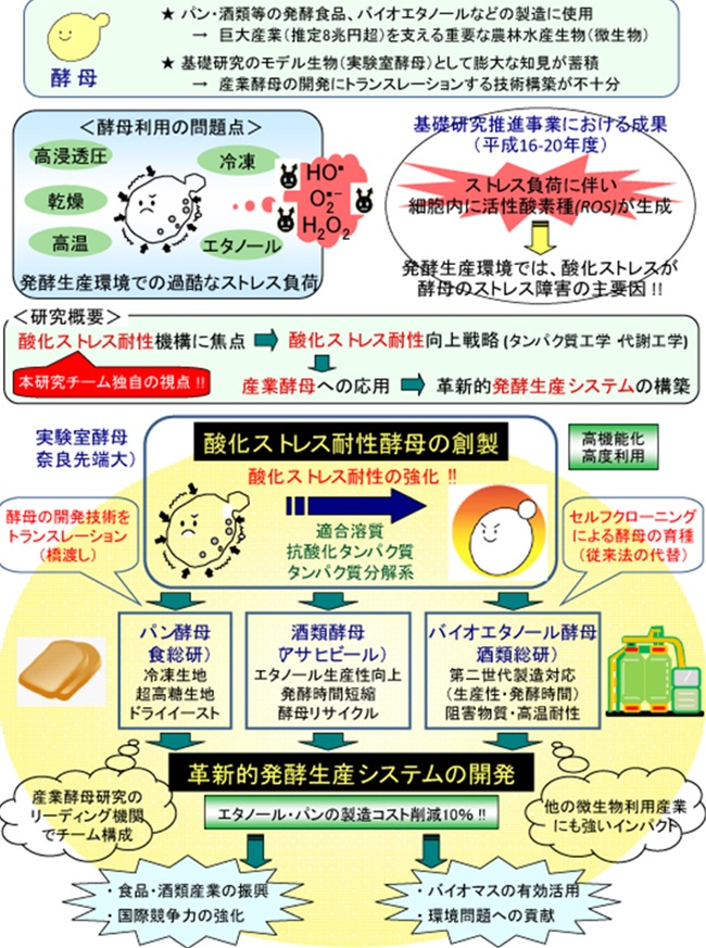 酸化ストレス耐性酵母の創製と革新的発酵生産システムの開発