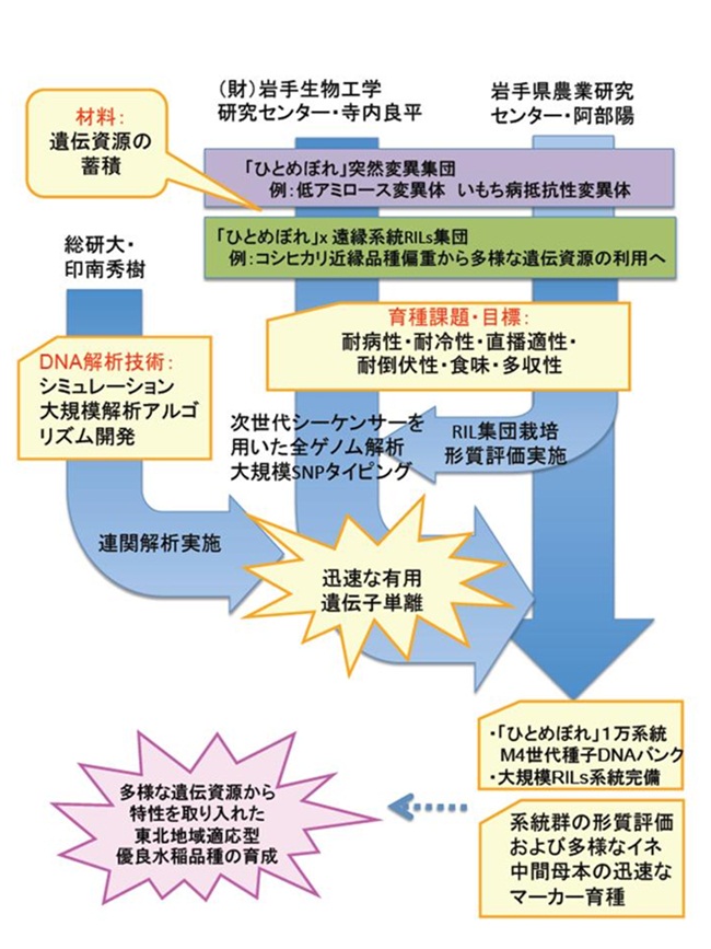 「ひとめぼれ」突然変異集団とRILsを用いた連関解析実験系の確立と利用