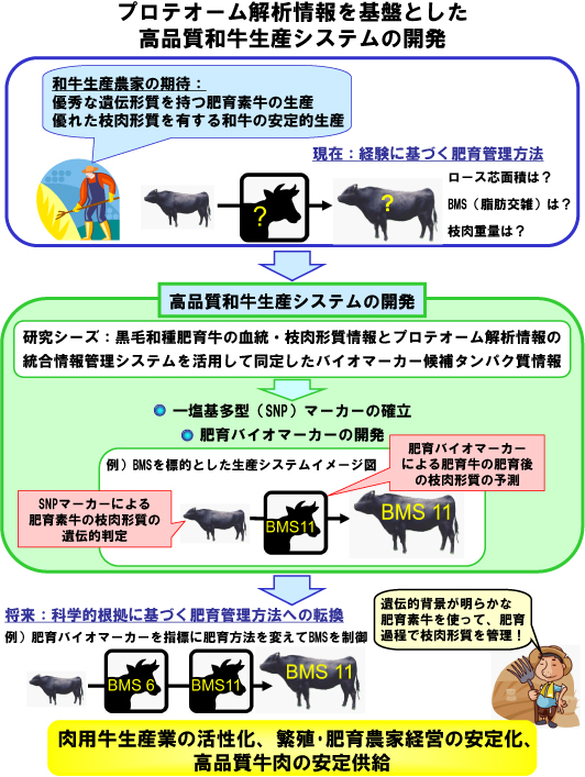 プロテオーム解析情報を基盤とした高品質和牛生産システムの開発