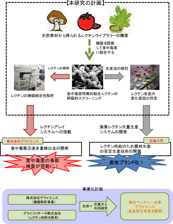 レクチン探索による食中毒菌の迅速多重検出技術の開発