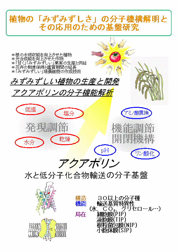 植物の「みずみずしさ」の分子機構解明とその応用のための基盤研究