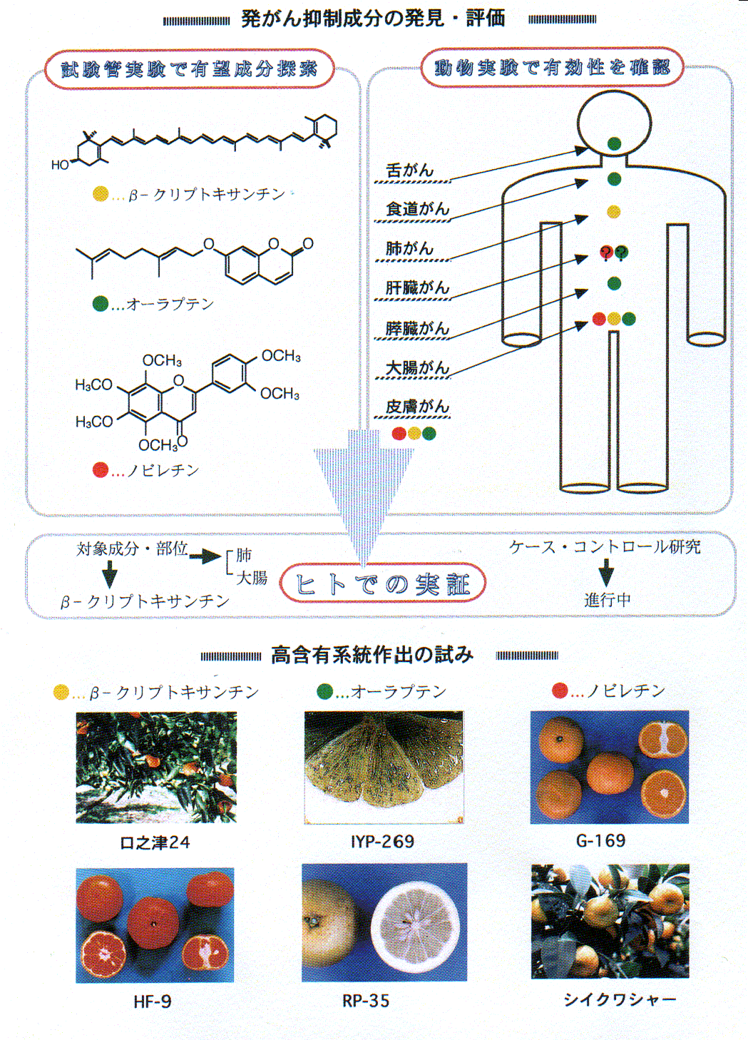 カンキツ類によるがん予防に関する基礎的研究