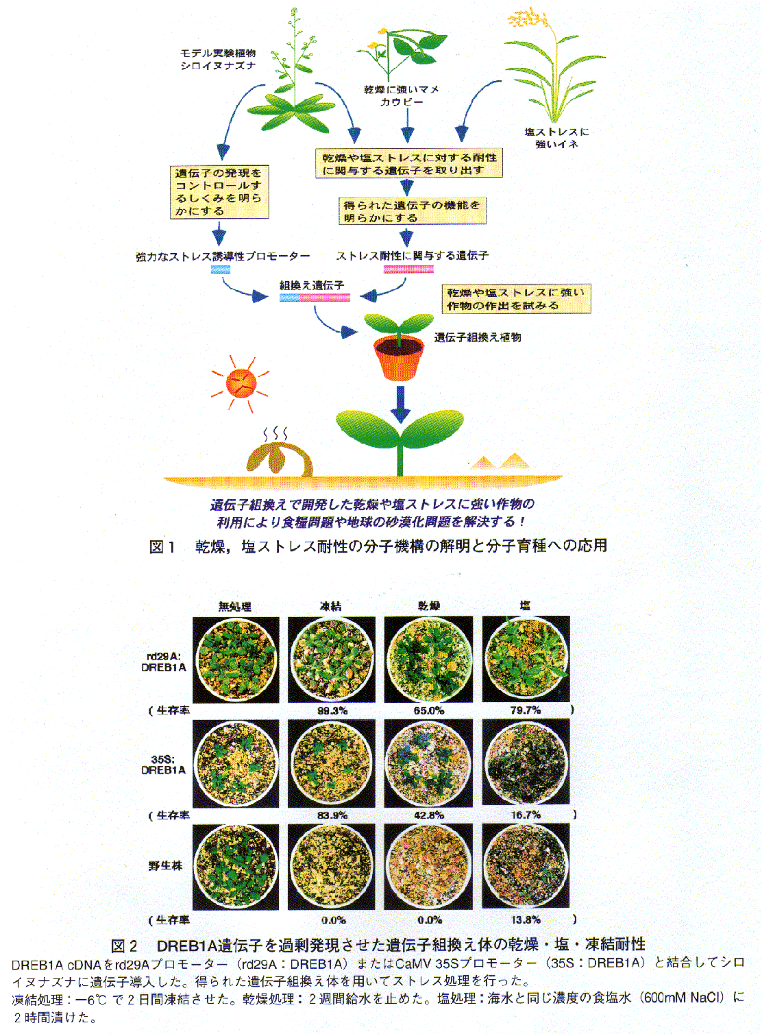 乾燥・塩ストレス耐性の分子機構の解明と分子育種への応用