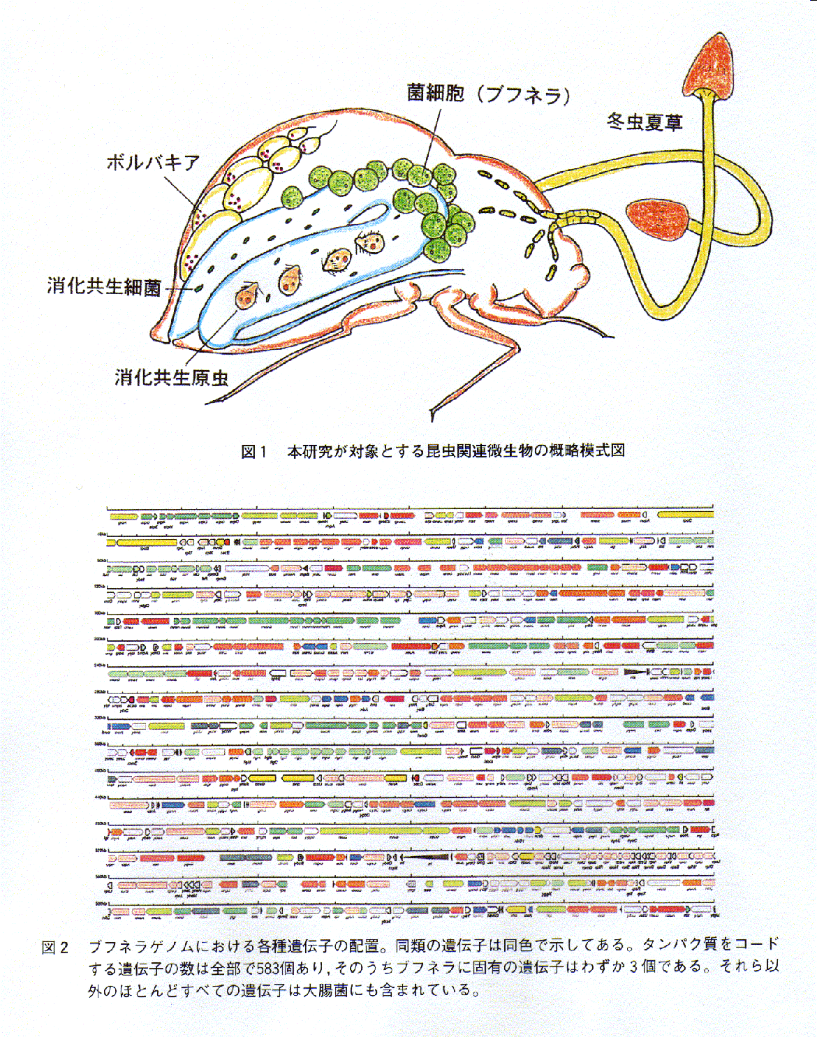 昆虫・微生物寄生共生系の分子機構の解明と利用 