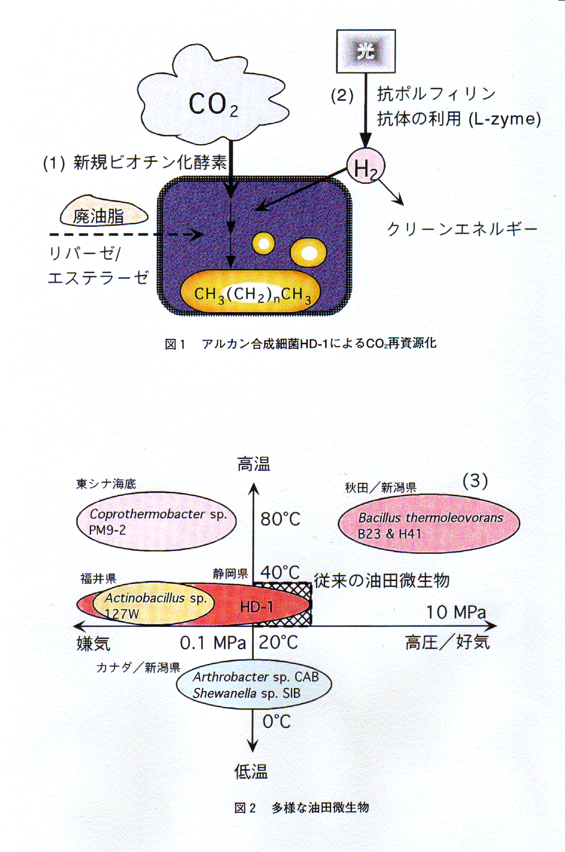 CO2固定細菌を利用した地球環境修復システムの構築