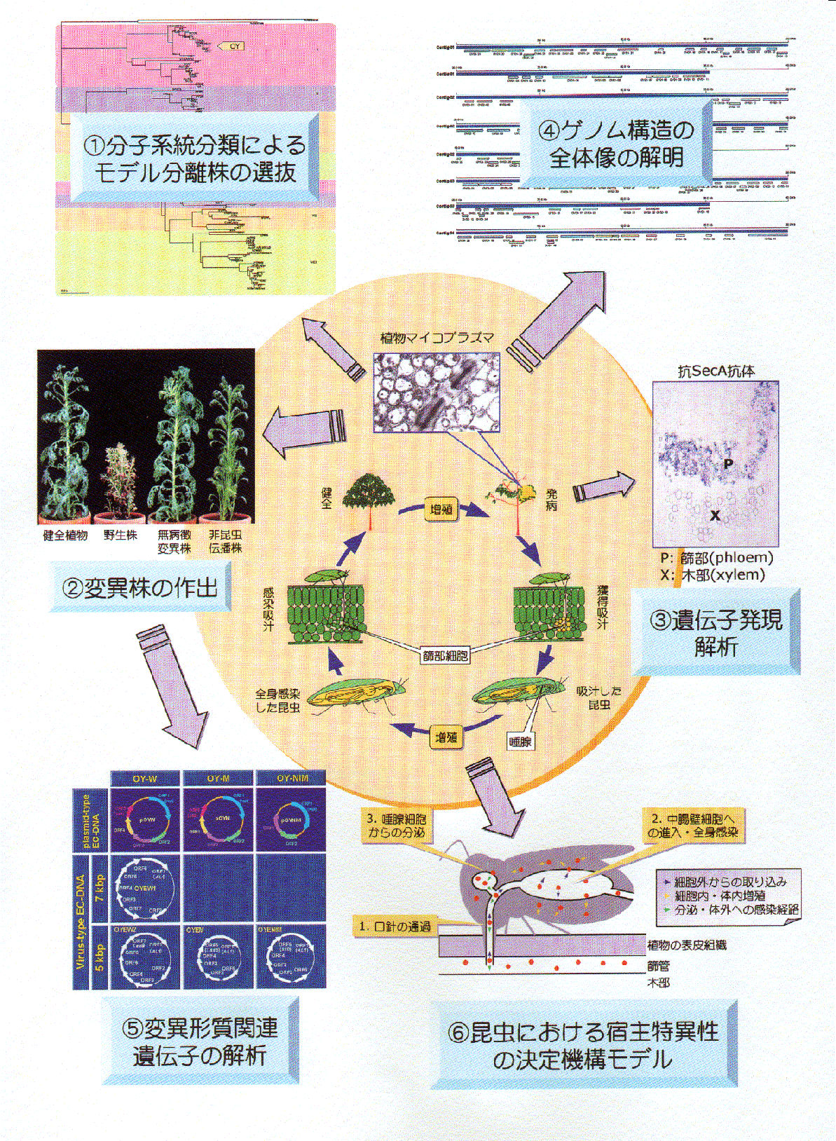 宿主決定の分子機構:植物マイコプラズマの遺伝子発現・制御メカニズム