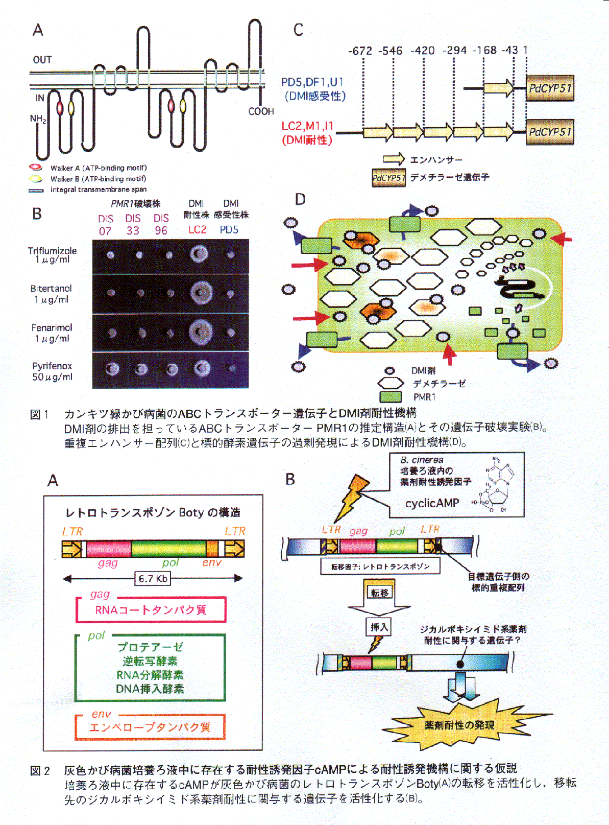 植物病原菌類における多剤耐性の分子機情の解明