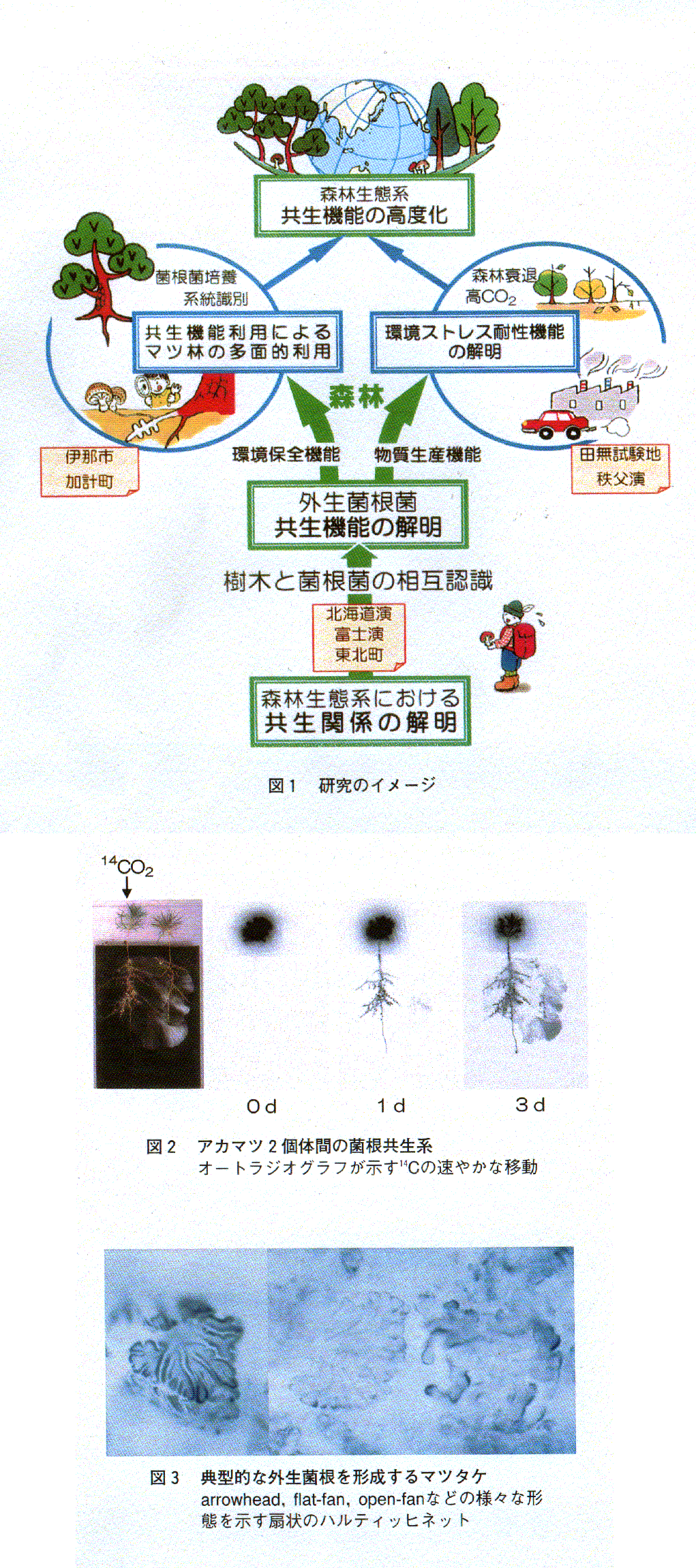 森林生態系における共生関係の解明と共生機能の高度利用のための基礎研究