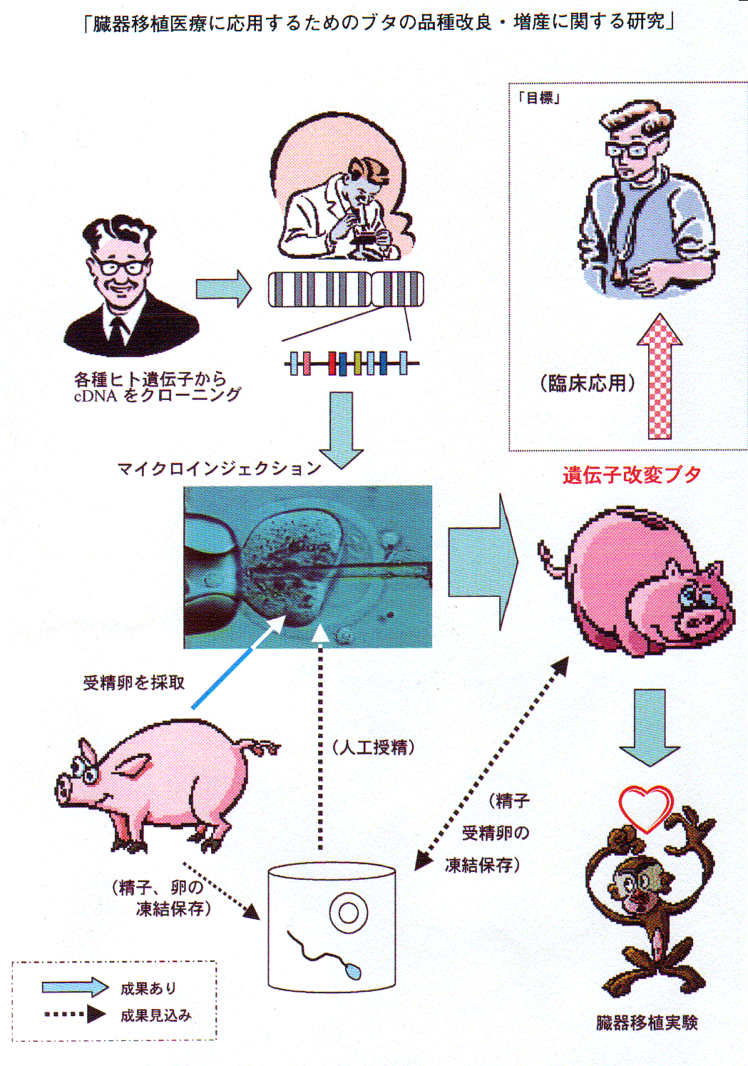 臓器移植医療に応用するためのブタの品種改良・増産に開する研究