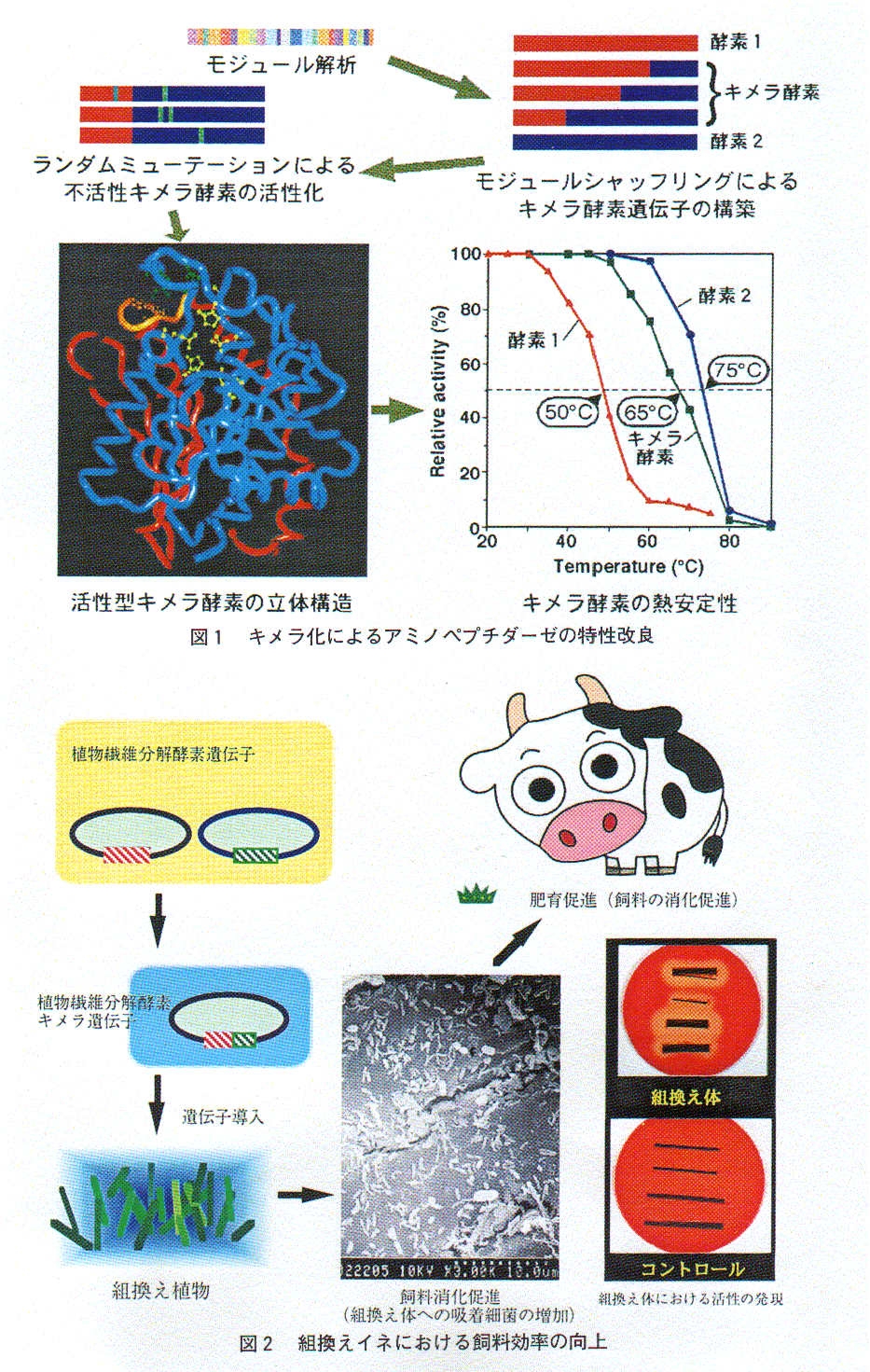 ドメインシャッフリングによる高機能キメラ酵素の創出と植物における発現