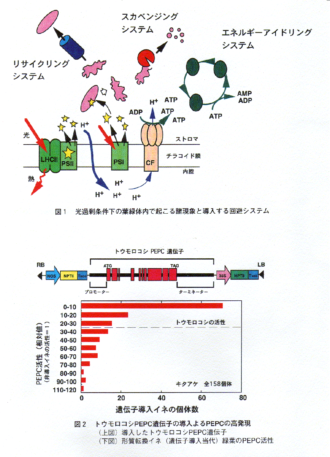 光過剰による光合成抑制機構の解明と遺伝子導入による回避システムの開発