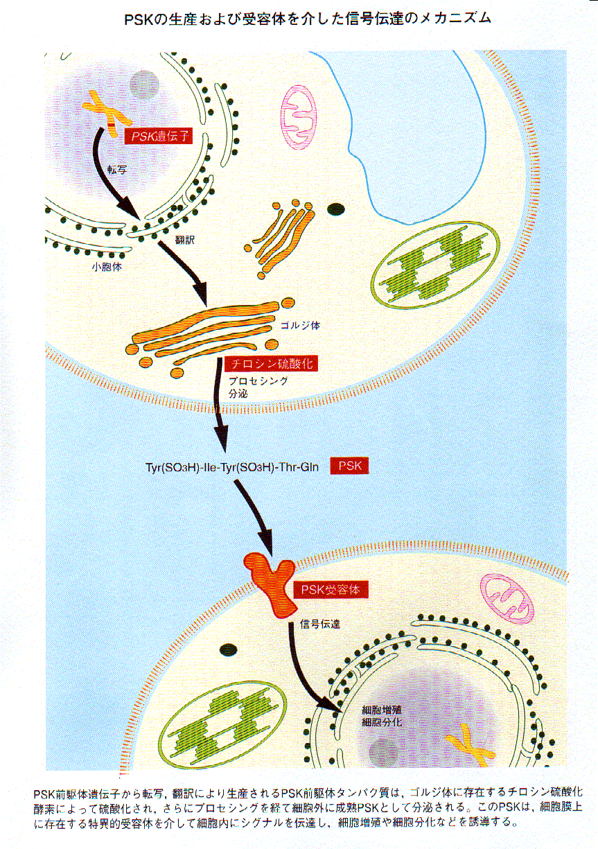 ペプチド性植物増殖因子に関する基礎的研究