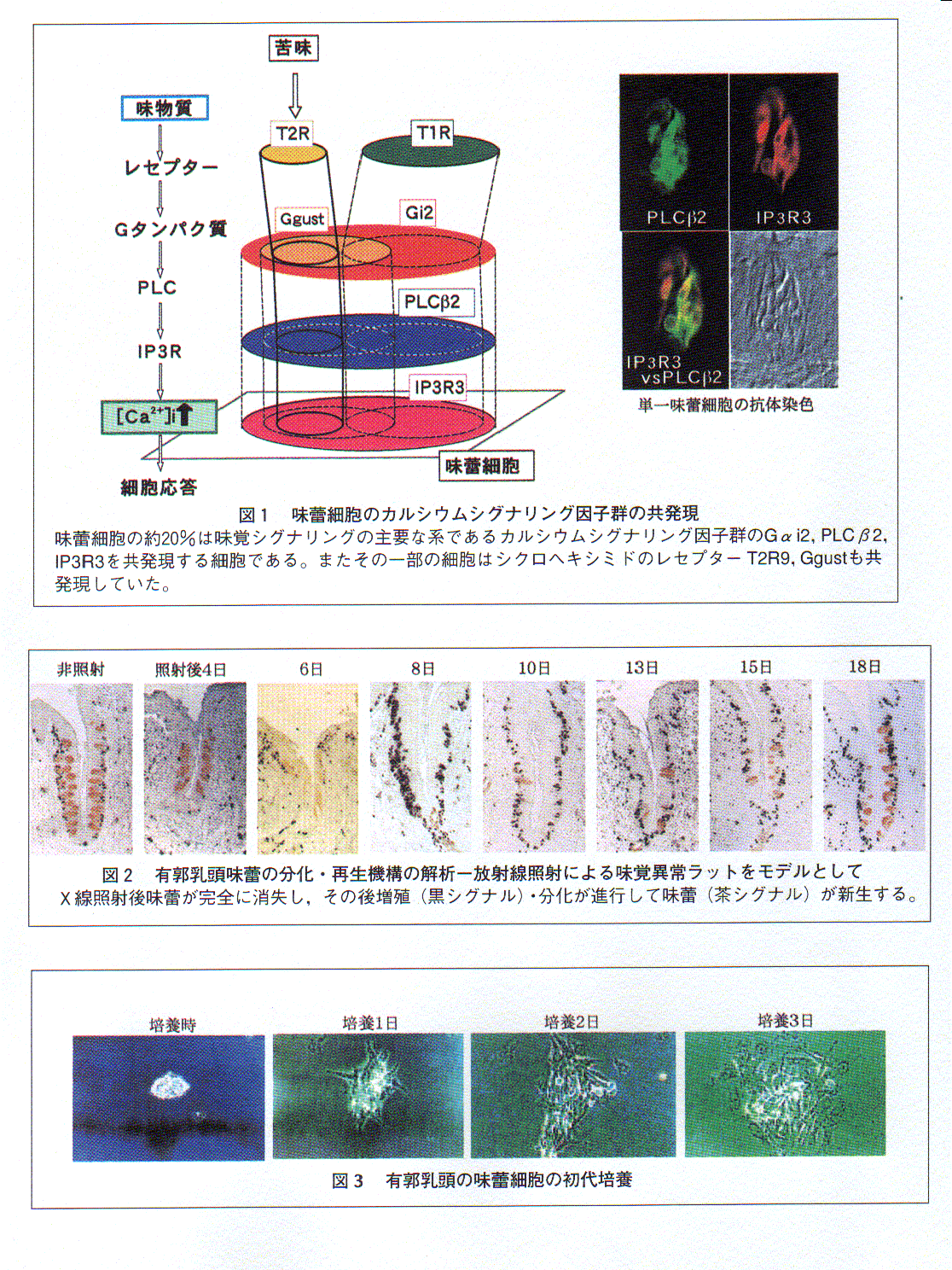 味覚シグナリングの分子機構の解析と食品の品質設計基盤の展開