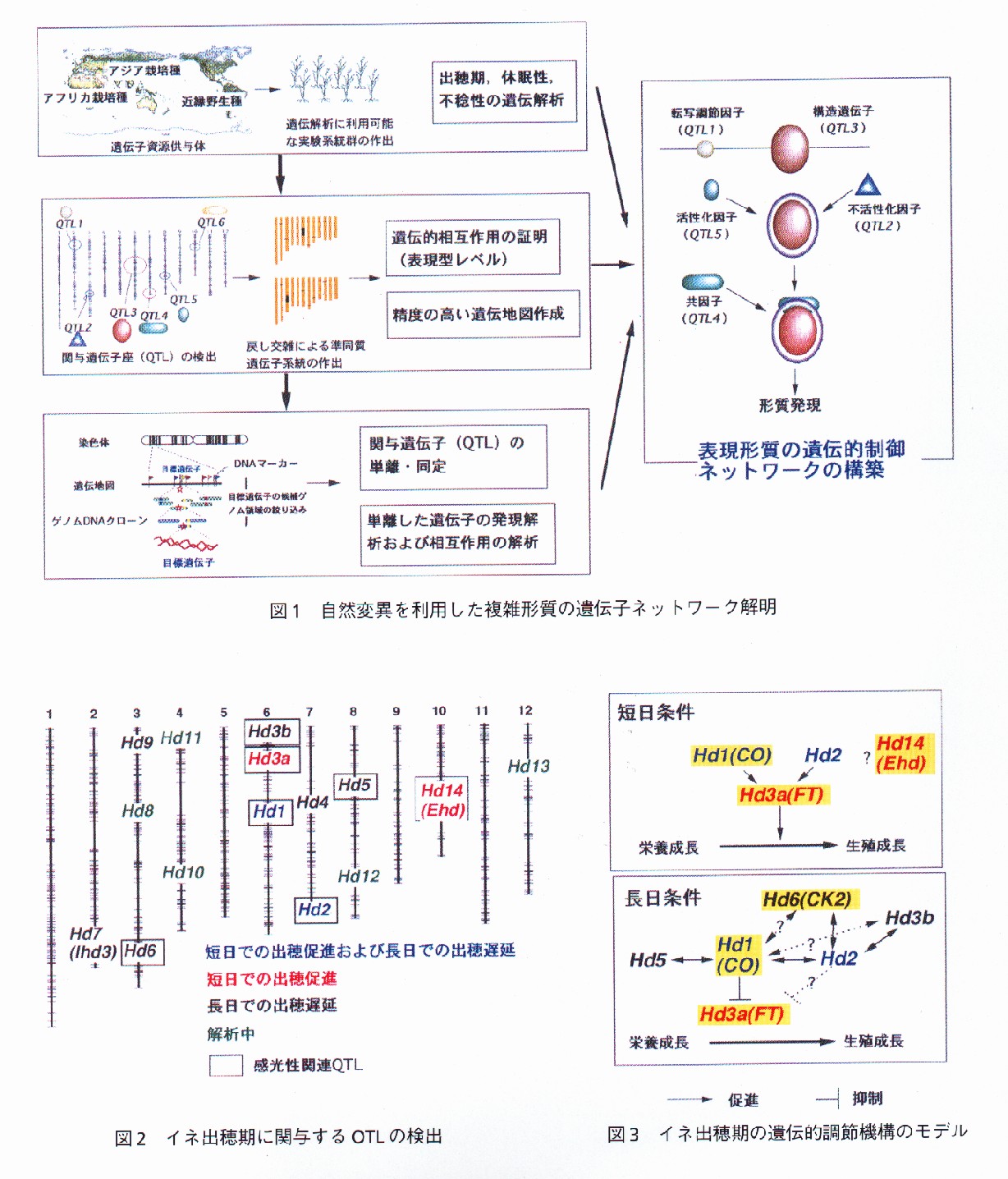 イネQTLに関する遺伝子ネットワークのゲノム生物学的解明