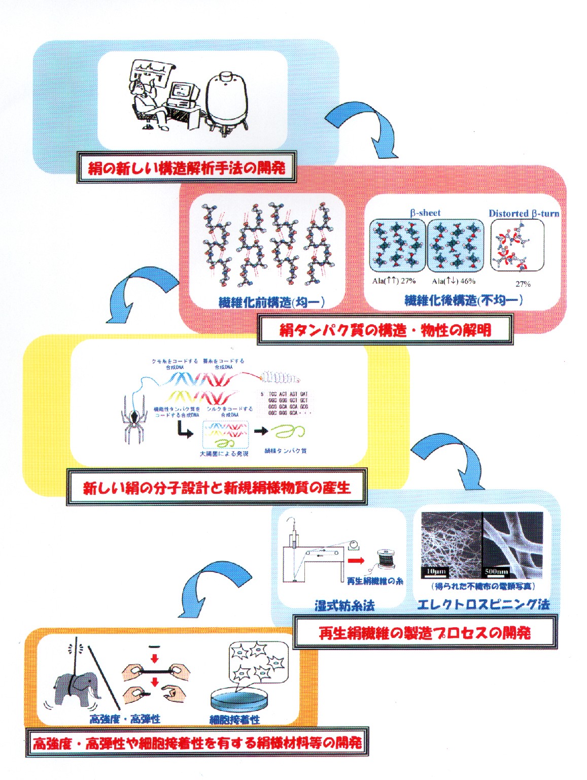 絹タンパク質の構造一物性相関の徹底解明とバイオセンシングシステム等への応用