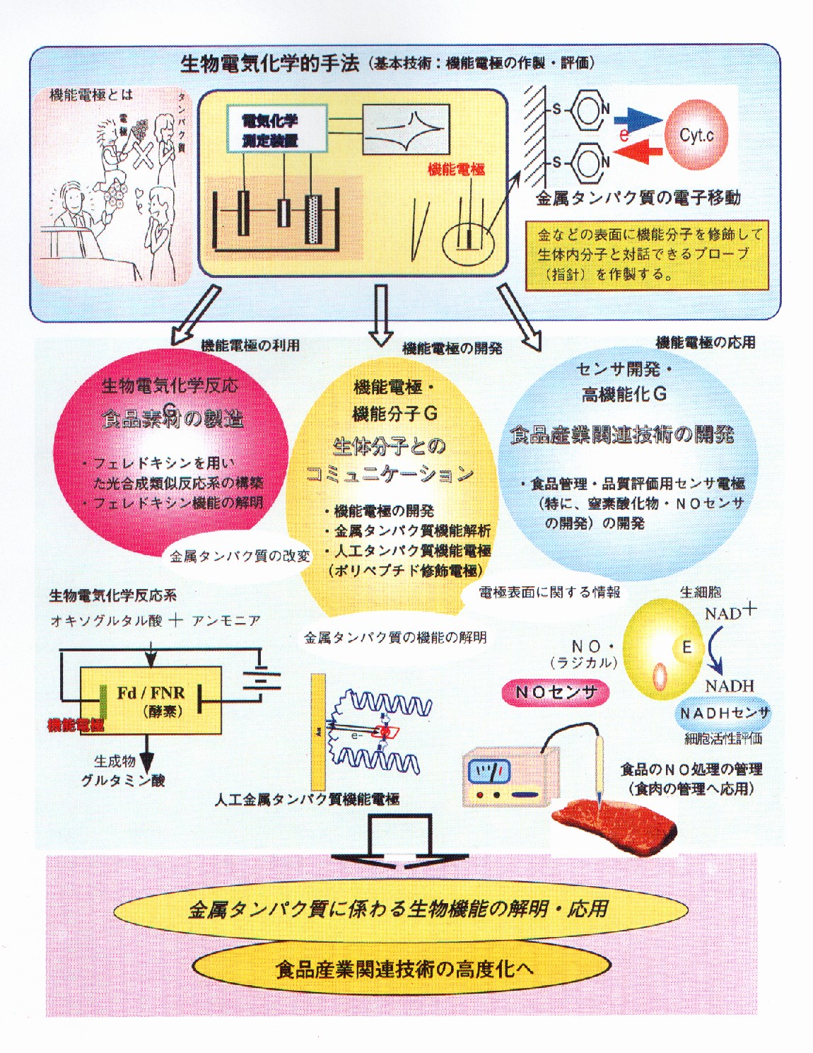 金属タンパク質の界面電子移動制御と生物機能の高度利用