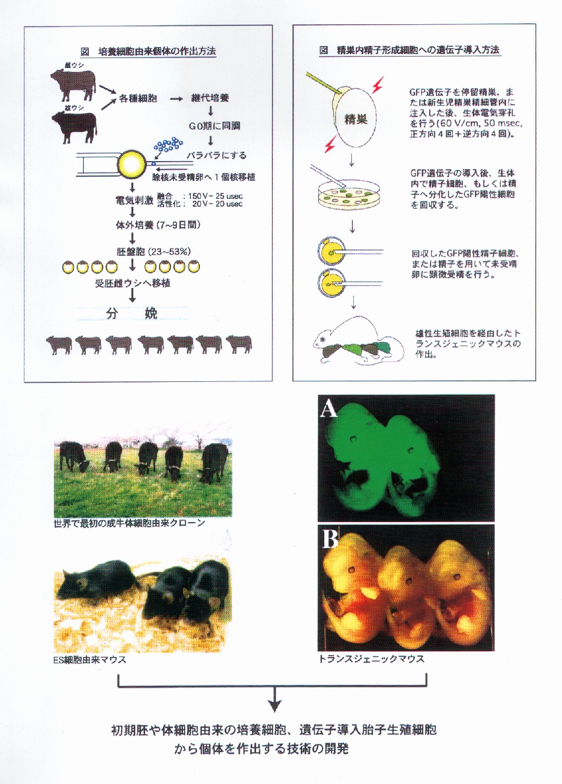 継代培養細胞を用いた家畜繁殖技術の開発に関する研究