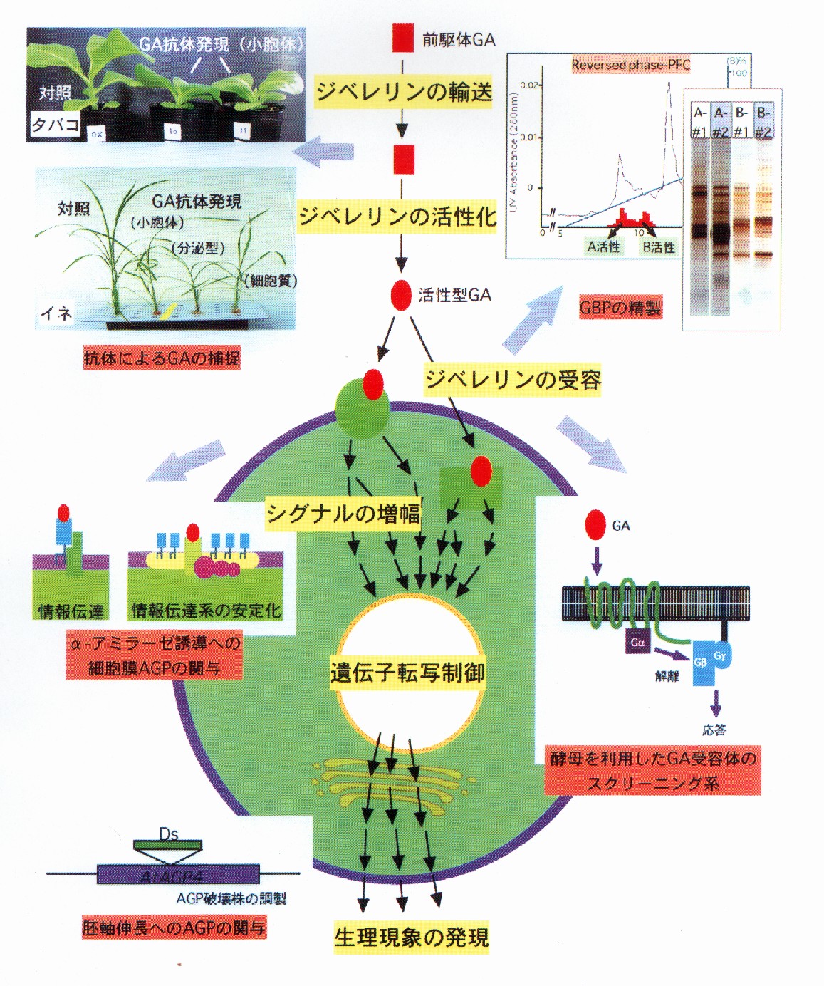 ジベレリンの輸送・受容・シグナル伝達機構の解明とその制御技術の開発に関する研究