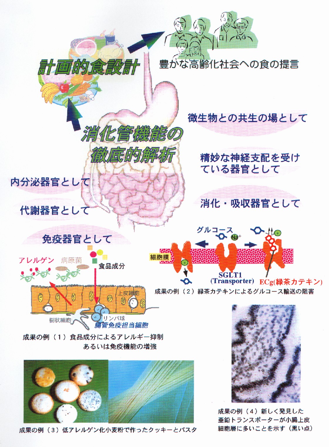 消化管機能の分子生物学的解析と計画的食品設計