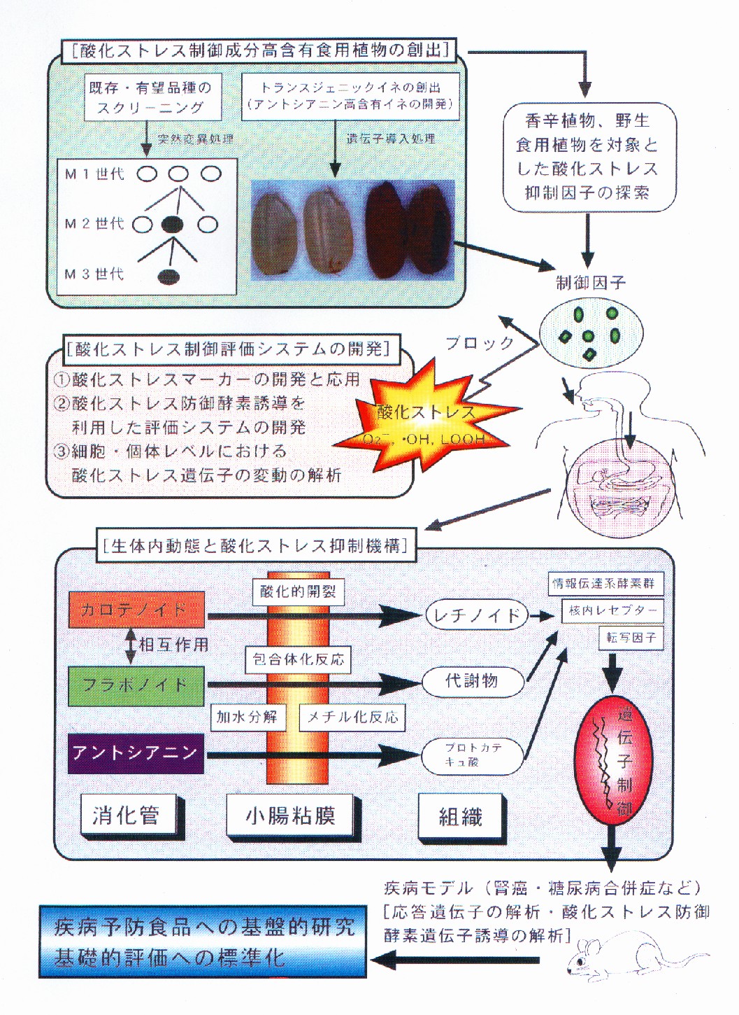 生物系特定産業技術研究支援センター 新技術 新分野創出のための基礎研究推進事業 農研機構