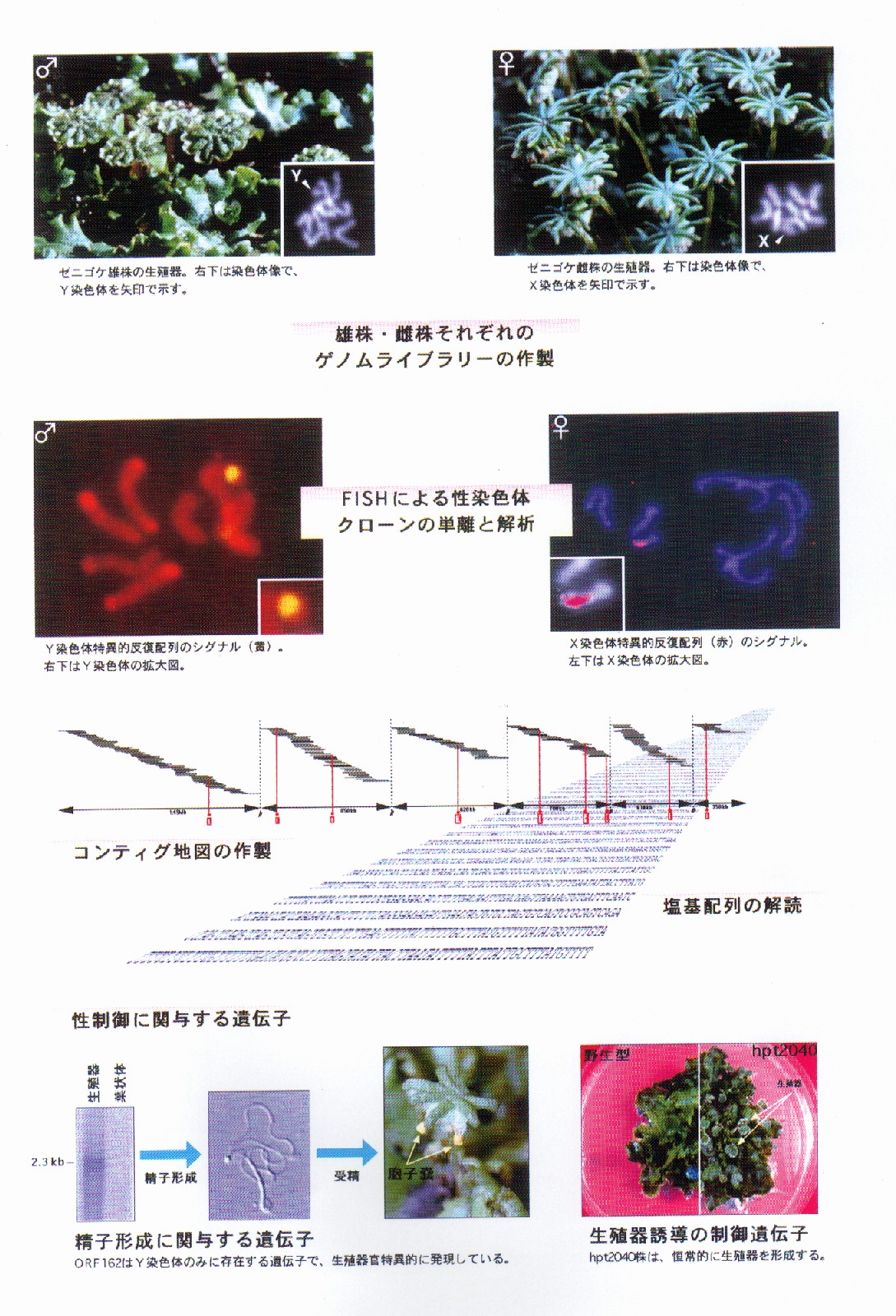 植物性染色体の全構造決定に基づく性制御技術の開発