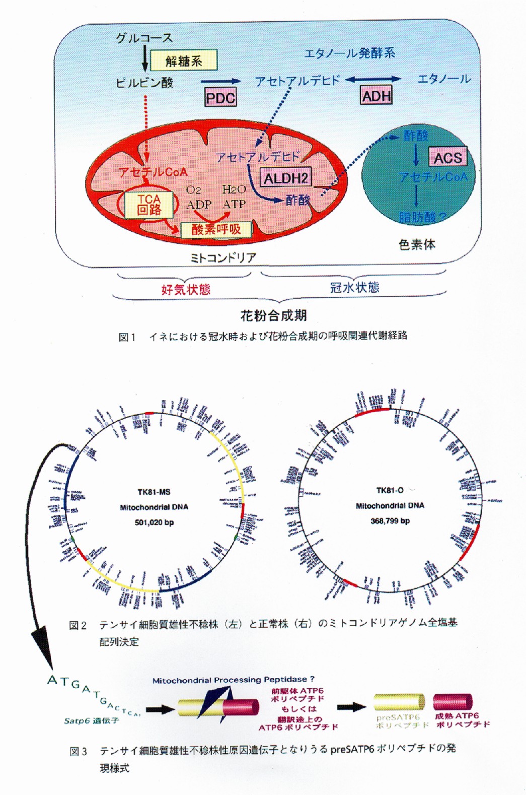 植物における呼吸調節機構の解明とその機能制御