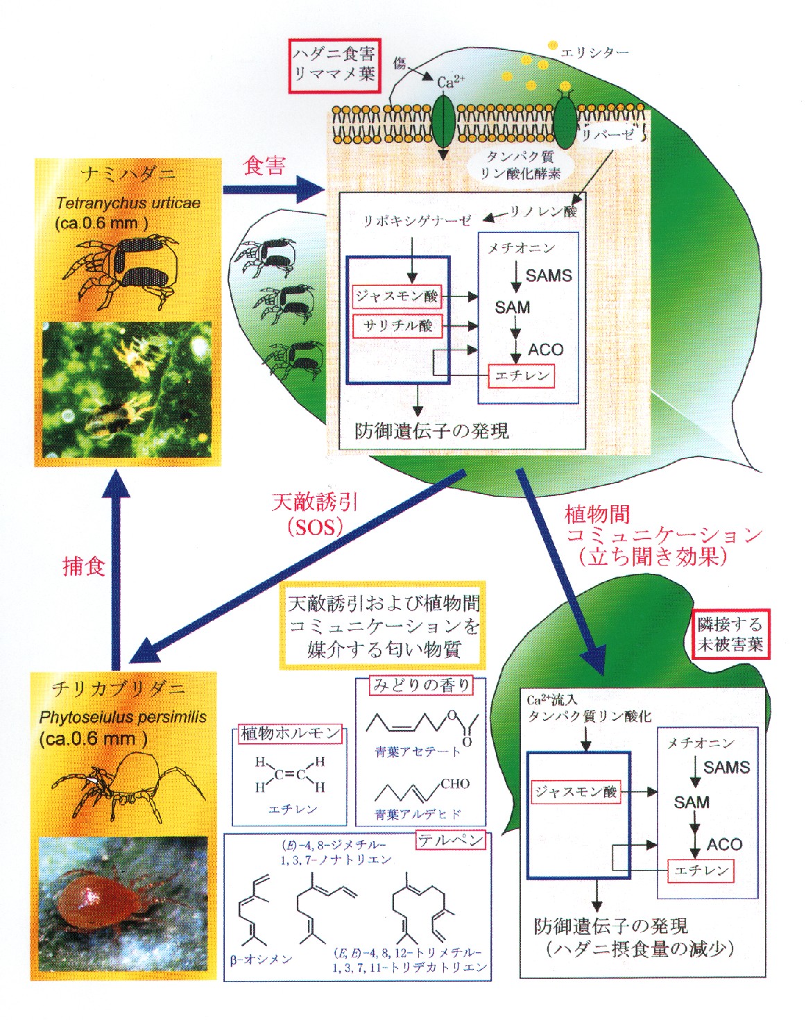 植物の情報シグナルによる植物 - 害虫 - 天敵三者間の免疫的相互作用(生態免疫系)に関する基礎的研究