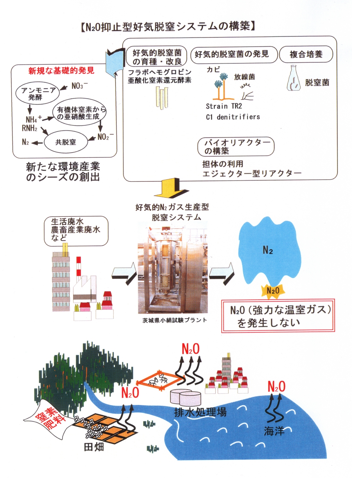 新規脱窒菌を用いたN20抑止型好気脱窒システムの構築と水処理への応用