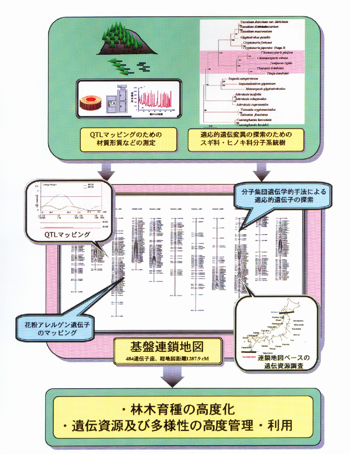 スギのゲノム解析とその高度利用に関する基礎的研究