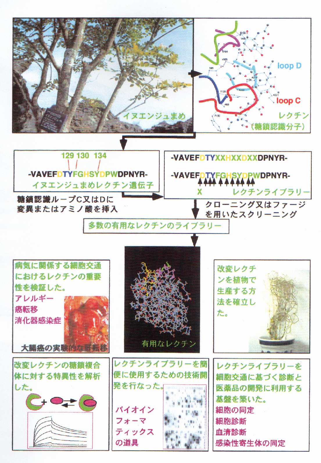 特異性改変植物レクチンライブラリーの作成と細胞交通プ□一ブとしての利用