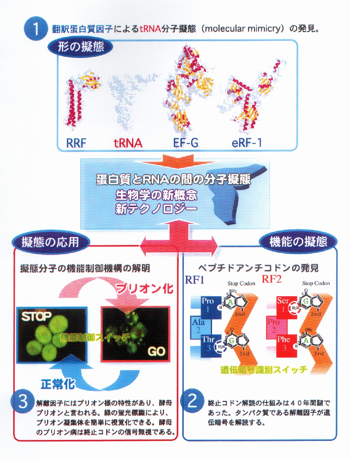 分子擬態を利用した生物系素材の基礎研究