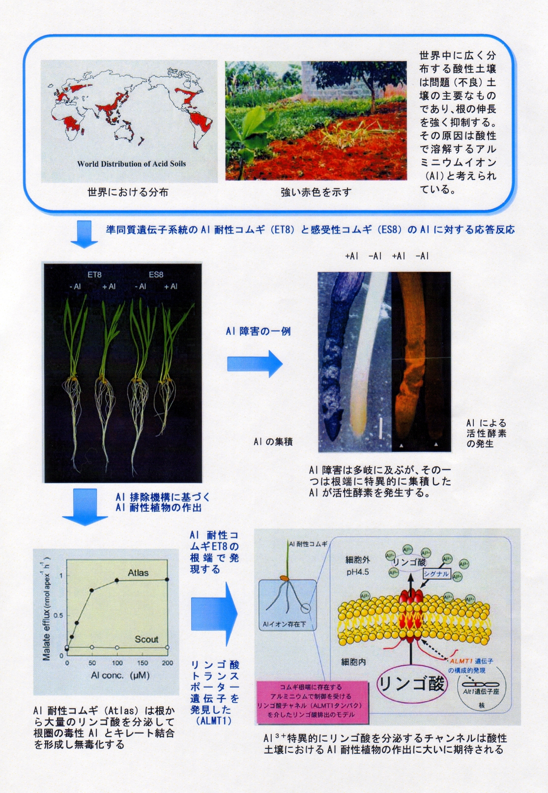 酸性土壌における生産性向上を目的とした植物のアルミニウム耐性機構の解明と耐性植物の作出