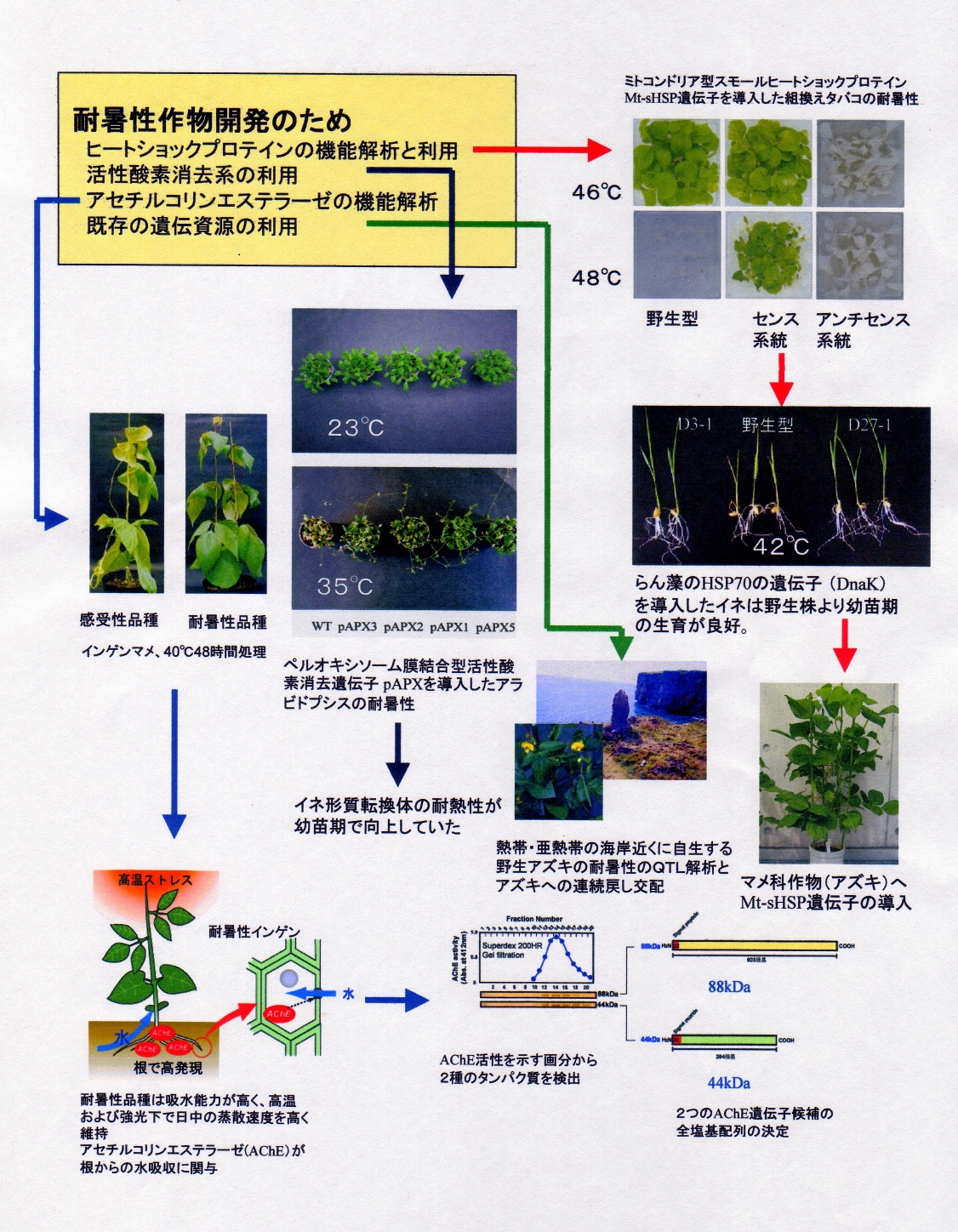 作物耐暑性の生理・遺伝学的解明と耐性作物の開発