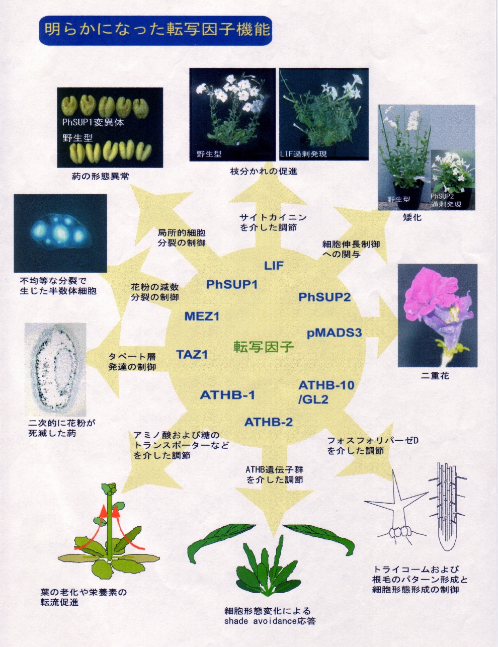 植物の形態形成を制御する転写因子の機能解明と利用法の開発