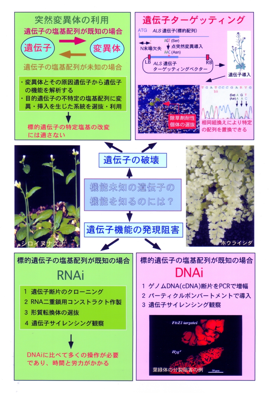 ホモロガス・リコンビネーションによる標的遺伝子の破壊技術の開発と応用