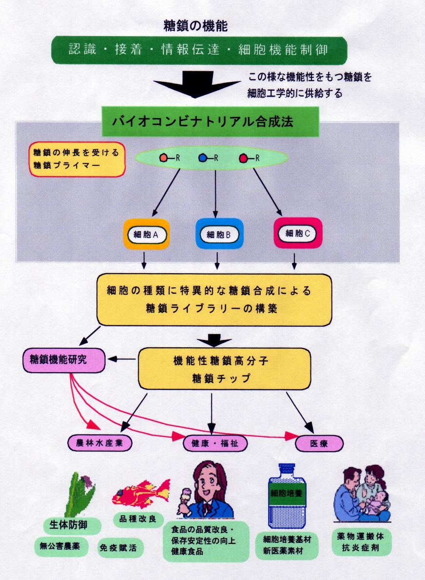 細胞に作らせる糖鎖ライブラリーと機能性糖鎖高分子