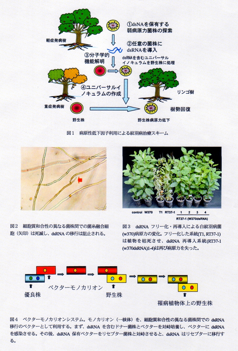 病原性低下因子利用による果樹類紋羽病の遺伝子治療