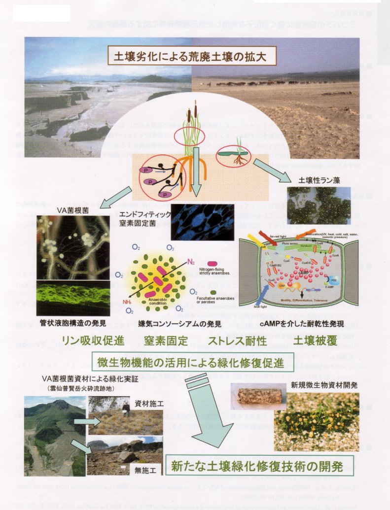 共生微生物等を利用した荒廃土壌の修復技術の開発