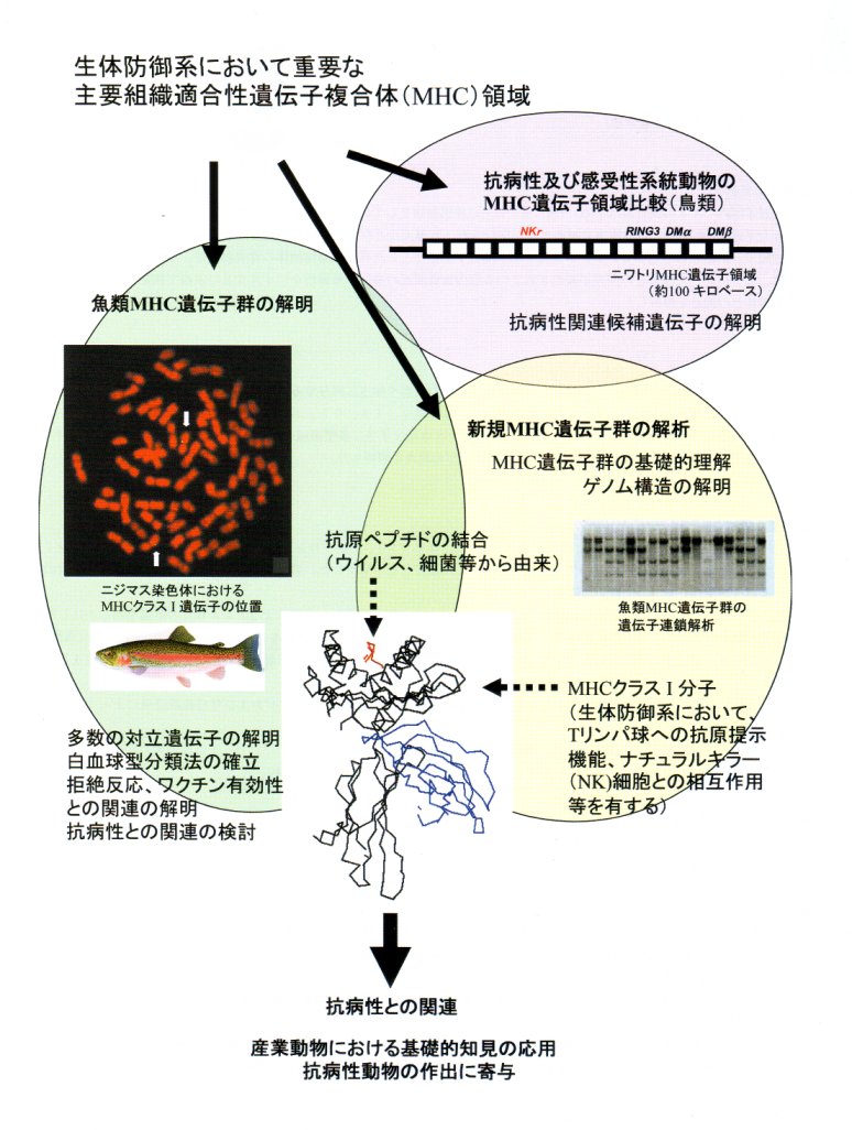 抗病性産業動物の作出に関する分子遺伝学的研究