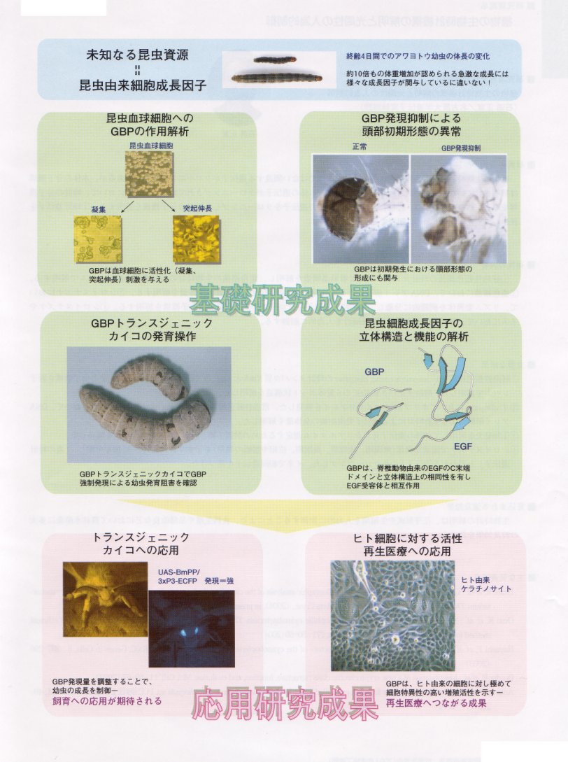 昆虫細胞成長因子の機能解明と利用に向けた基礎研究