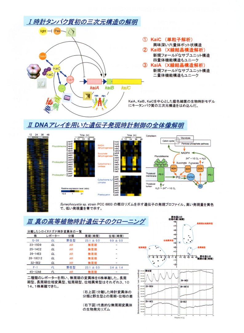 植物の生物時計機構の解明と光周性の人為的制御