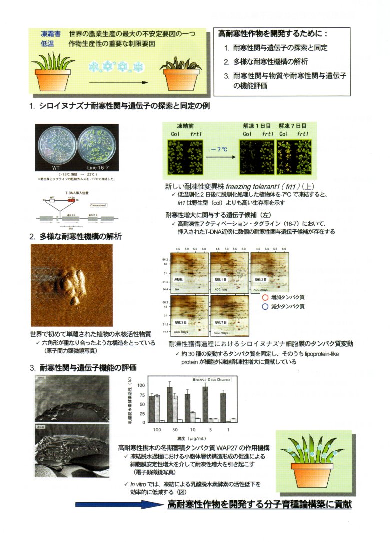 植物の耐寒性形質に関わる分子機能の複合的解析とその応用