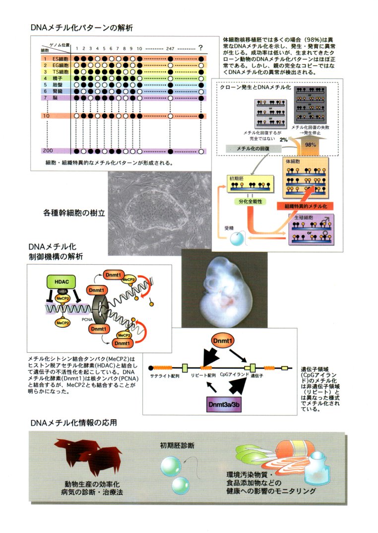 DNAメチル化情報の解析による動物ゲノムの高度利用